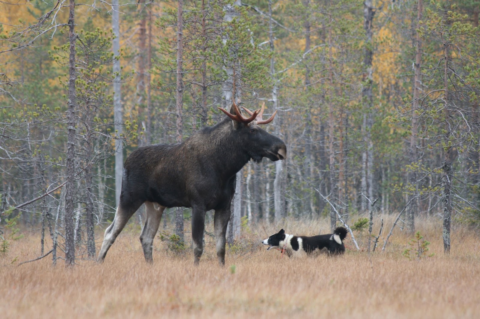 Деревня лоси. Охота на лося в Якутии с лайками. Охота,на,лося,слаиками.